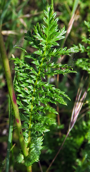 Filipendula1b