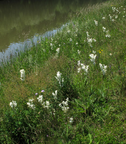 Filipendula00