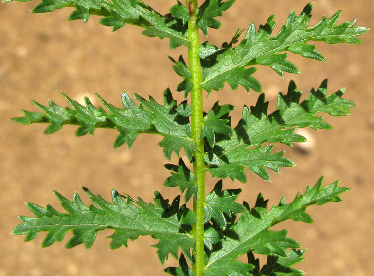 Filipendula1a