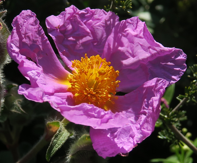 Cistus6