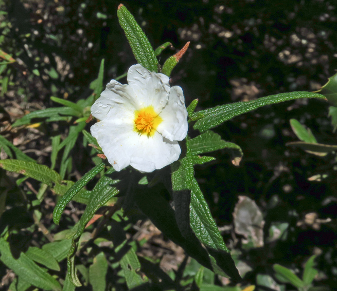 Cistus10