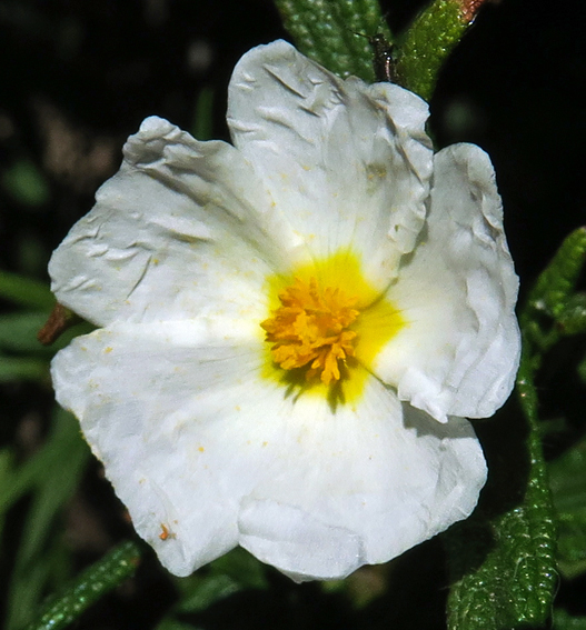 Cistus11