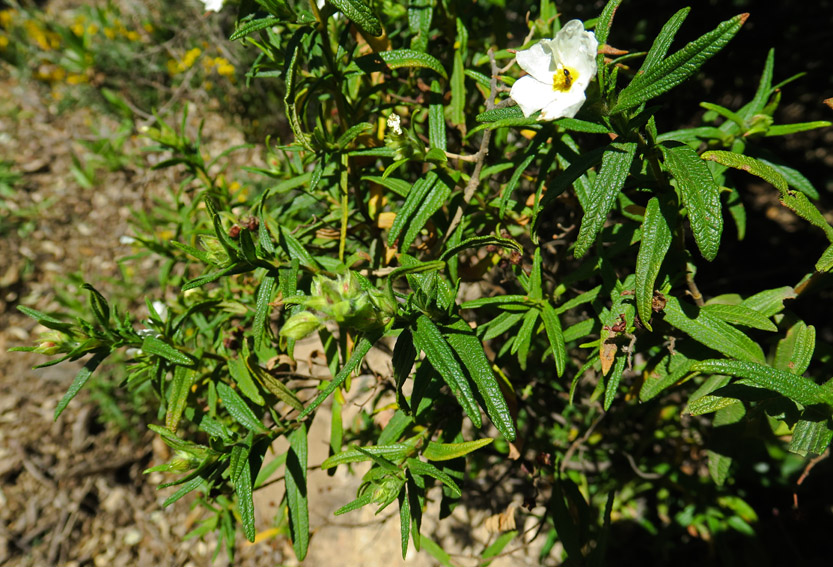 Cistus9