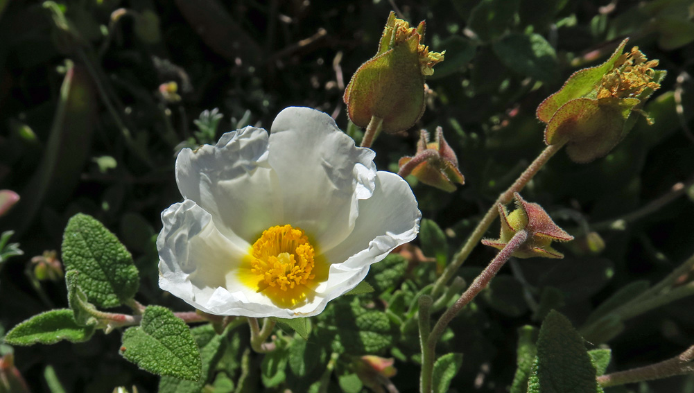 Cistus12