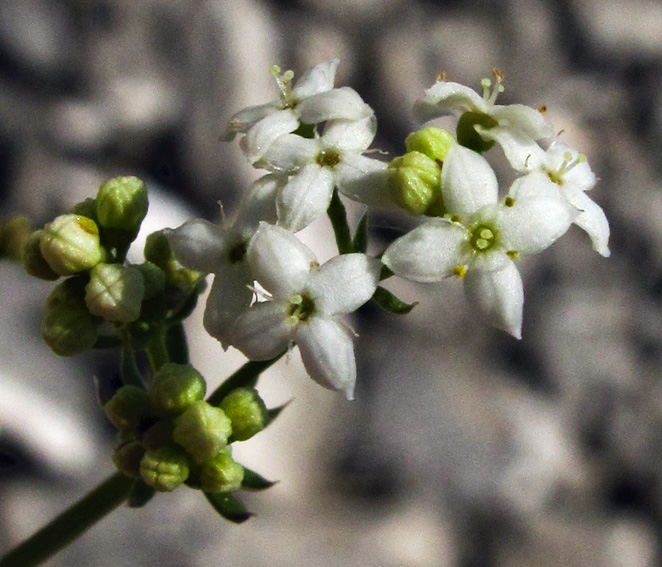 Galium5