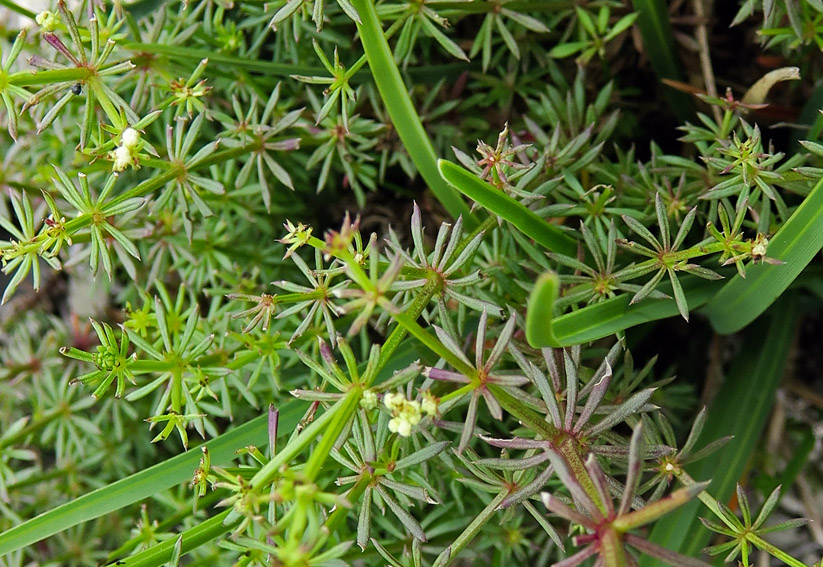 Galium2