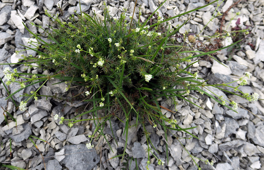 Galium1