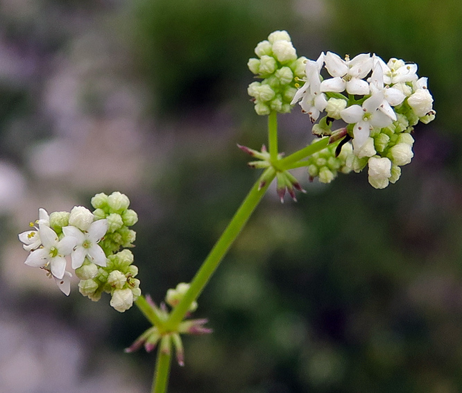 Galium4