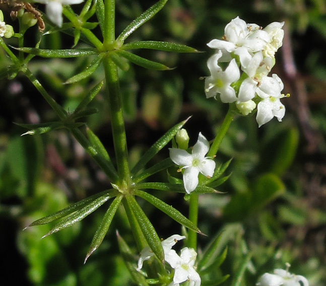 Galium2a