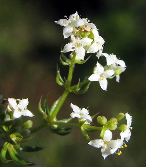 Galium3a