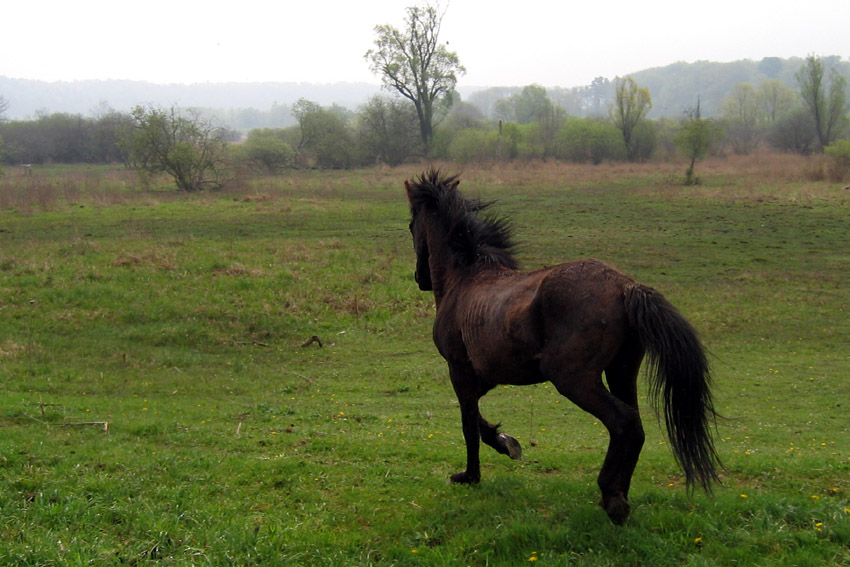 Pagny sur Meuse