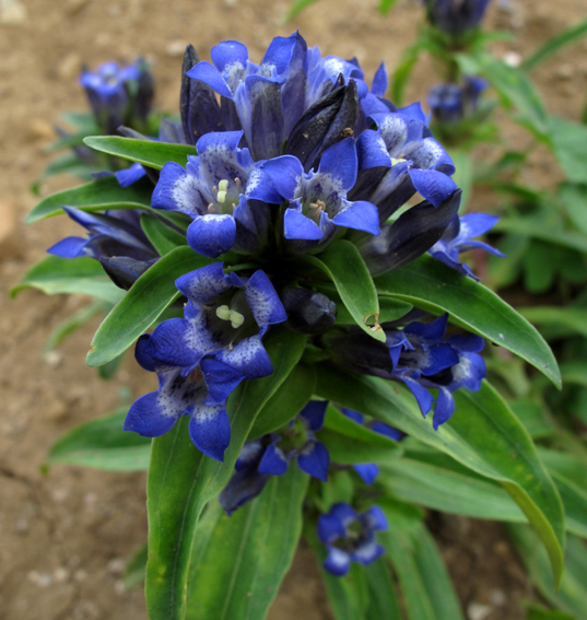 Gentiana