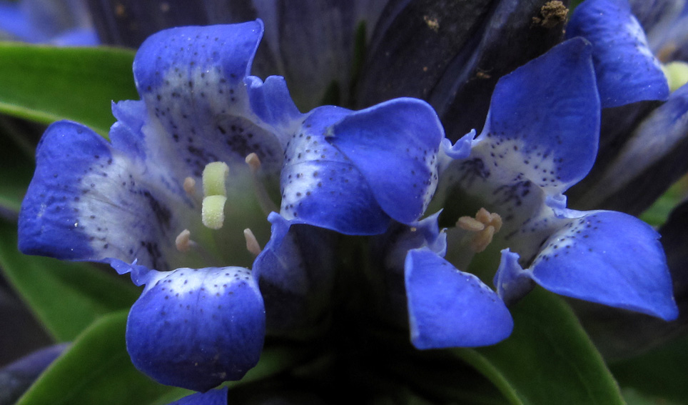 Gentiana6