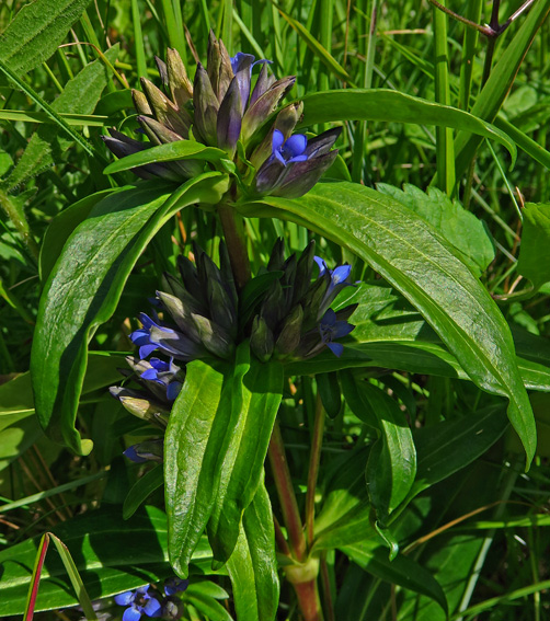 Gentiana7