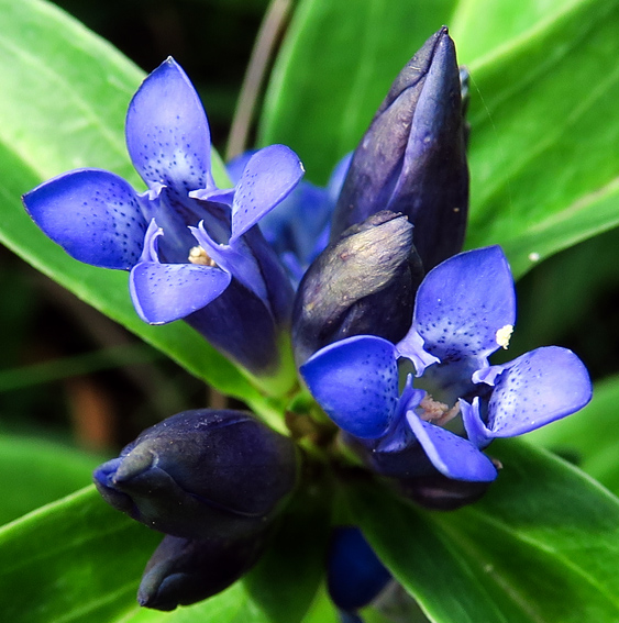 Gentiana11