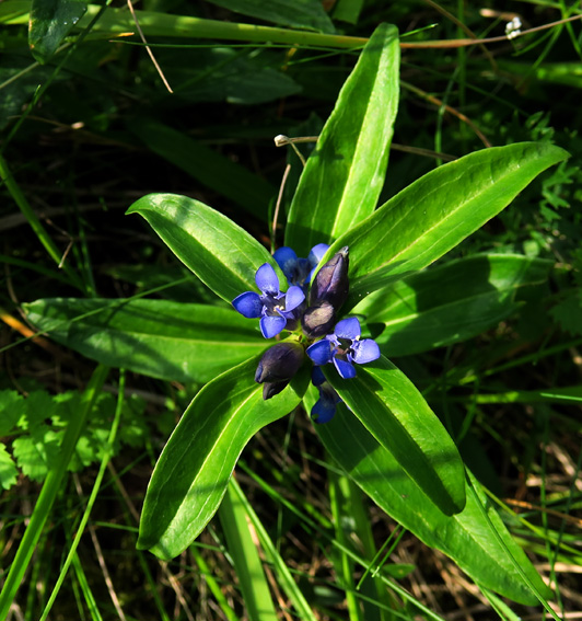 Gentiana10