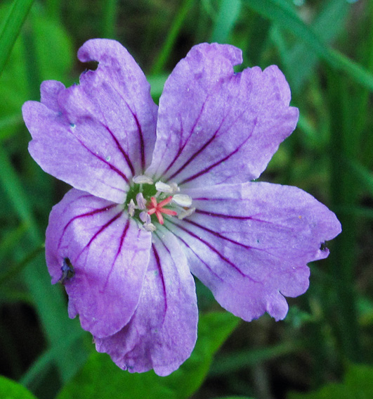 Geranium8