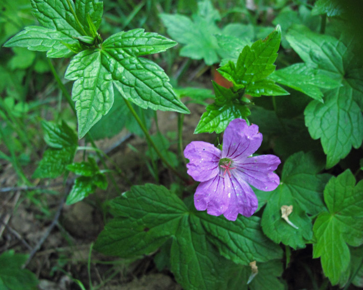 Geranium6