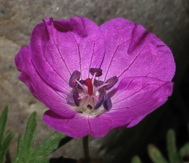 Geranium2a