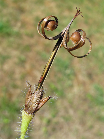 Geranium4a