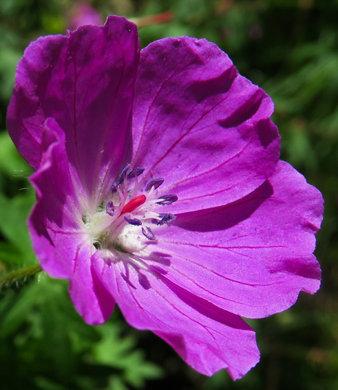 Geranium3