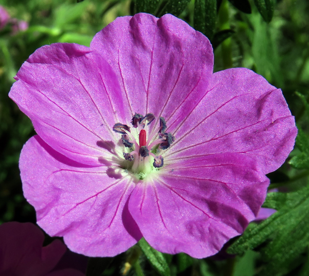 Geranium3a