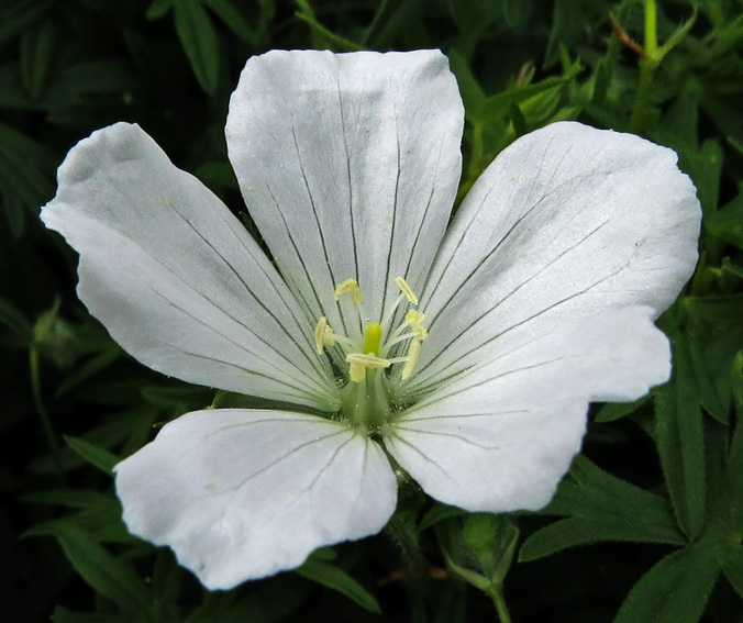 Geranium4b