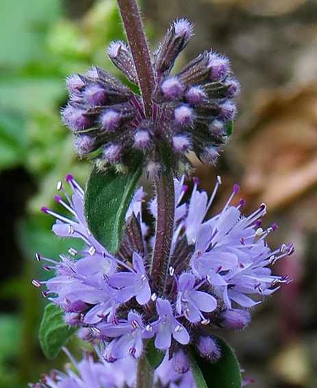 Mentha6