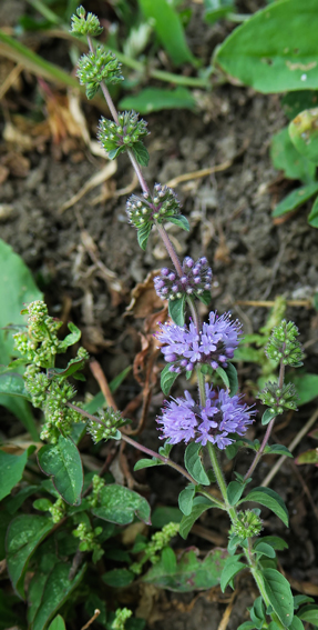 Mentha1