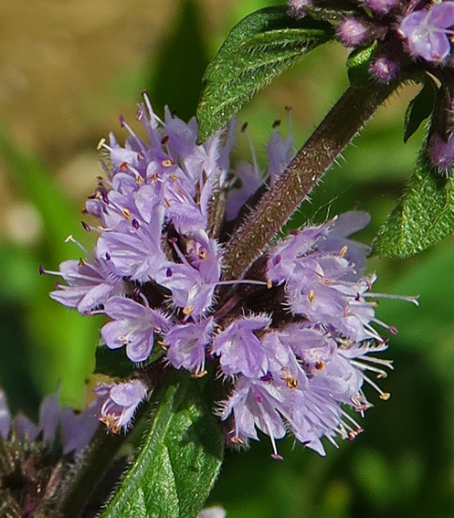 Mentha5