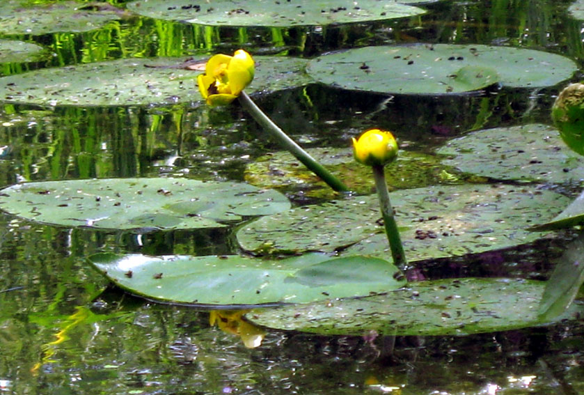 Nuphar