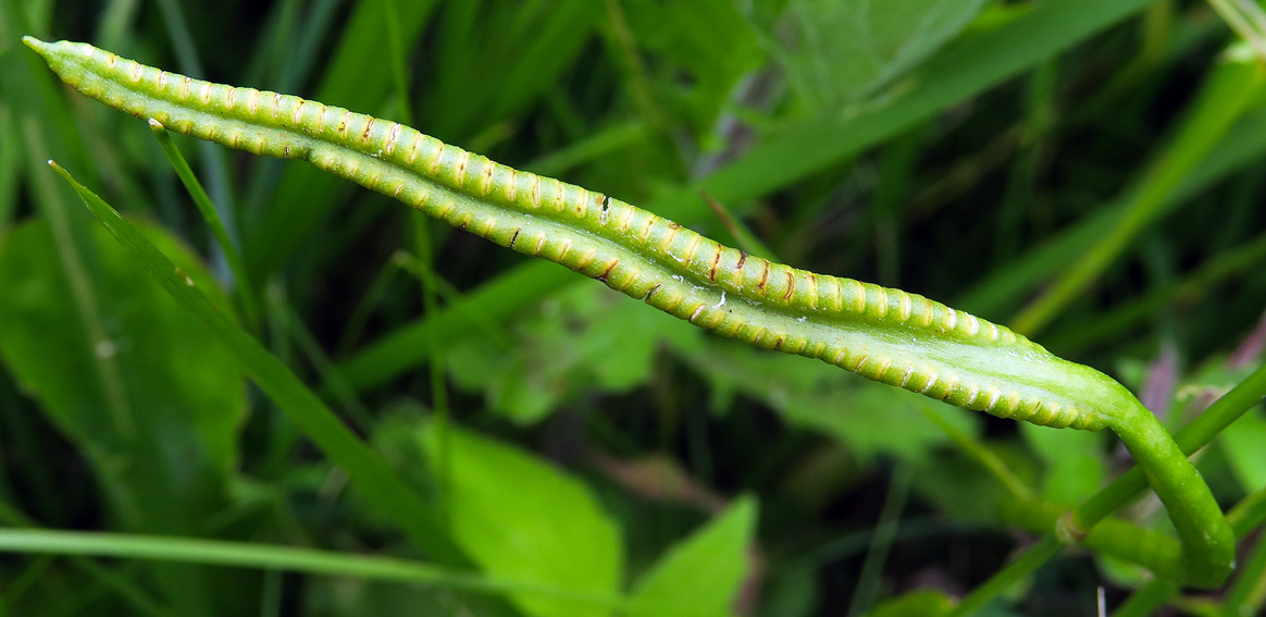 Ophioglossum7