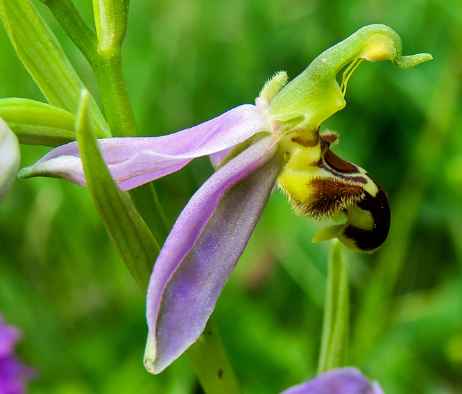 Apifera