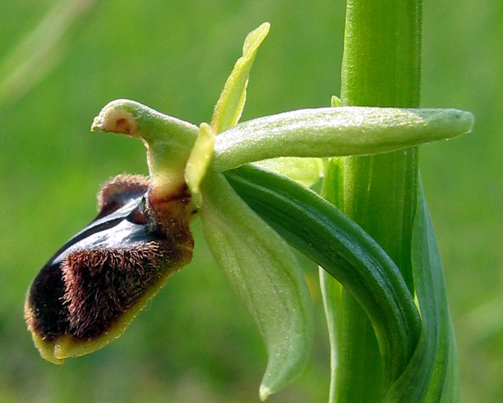 Aranifera