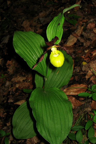 Cypripedium1