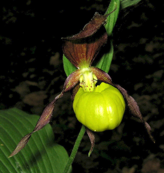 Cypripedium3