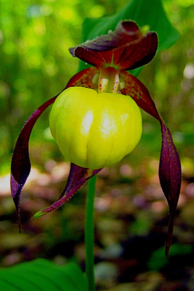 Cypripedium5