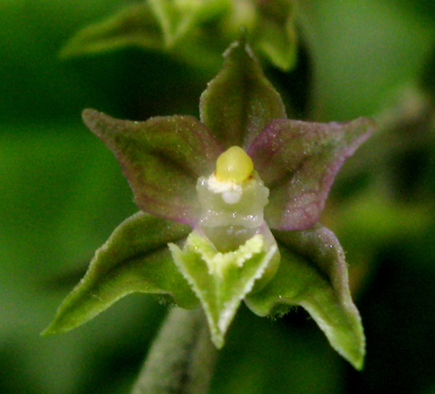 Microphylla