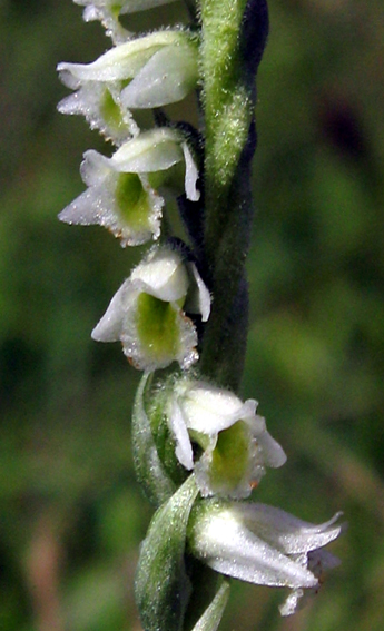 Spiranthes2