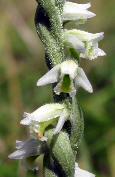 Spiranthes3