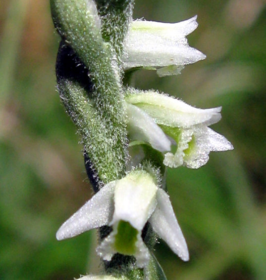 Spiranthes4