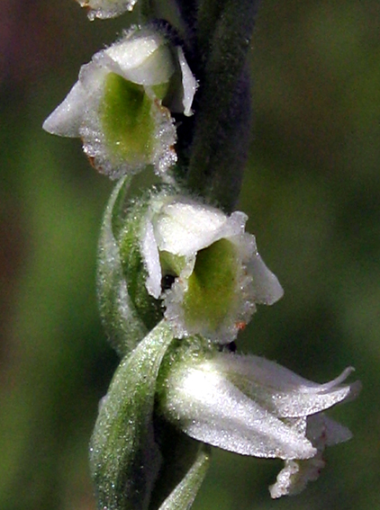 Spiranthes6