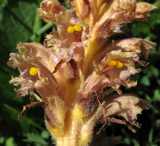 Orobanche3