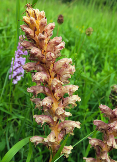 Orobanche5a