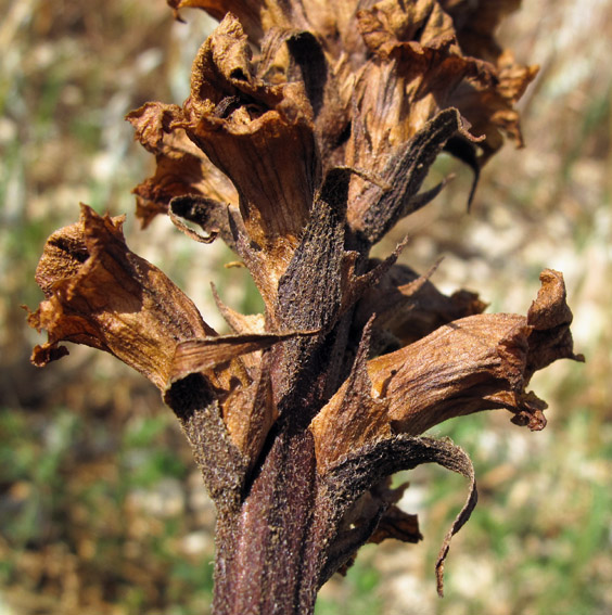 Orobanche8