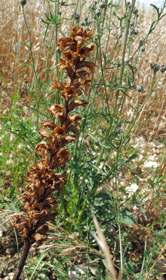 Orobanche6