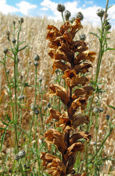 Orobanche7