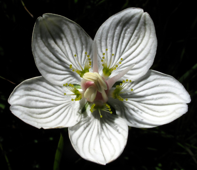 Parnassia4a