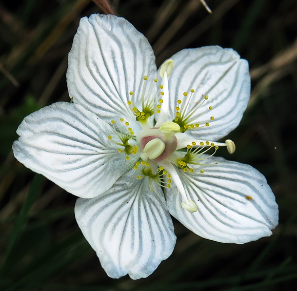 Parnassia5