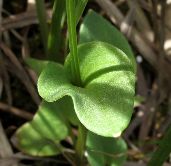 Parnassia3